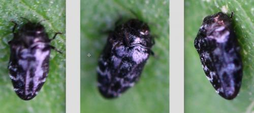 Réf. 266 687 : Trachys minutus